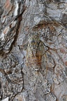 Mannasingzikade (Cicada orni)